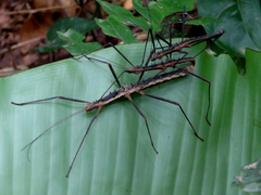 Neohirasea