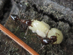 Crematogaster matsumurai