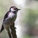 Strickland's Woodpecker - Photo (c) davy, some rights reserved (CC BY-NC), uploaded by davy