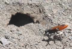 Palmodes praestans