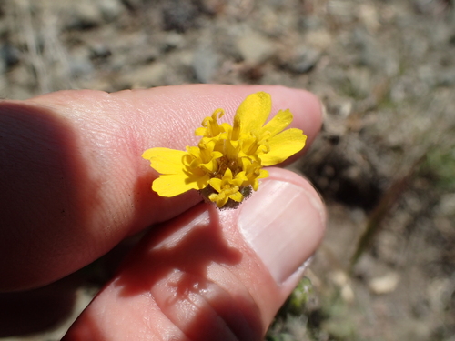 Image of Scabrid Alpine Tarplant (Anisocarpus scabridus) by no rights reserved