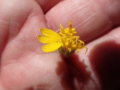 Anisocarpus scabridus