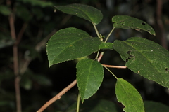 Dendrocnide photiniiphylla