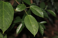 Dendrocnide photiniiphylla