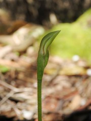 Caladenia cleistantha