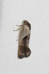 Eupselia holoxantha