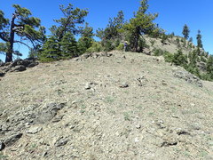 Anisocarpus scabridus