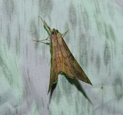 Oxyodes