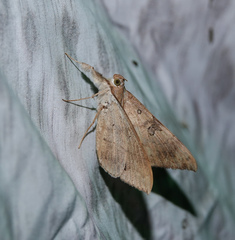 Oxyodes