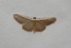 Idaea costaria