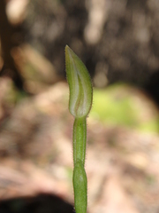Caladenia cleistantha