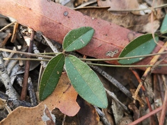 Desmodium varians