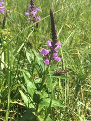 Physostegia parviflora