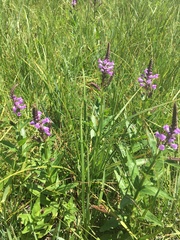 Physostegia parviflora