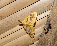 Eusabena