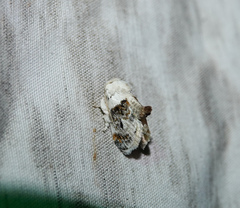 Niphopyralis
