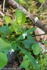 Viola canadensis