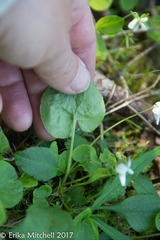 Viola canadensis
