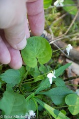 Viola canadensis
