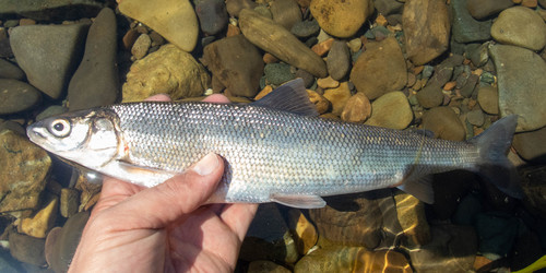Round Whitefish
