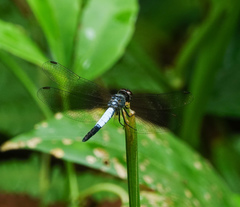 Brachydiplax farinosa