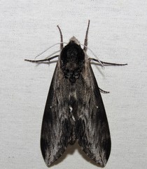 Sphinx gordius