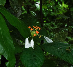 Mussaenda pubescens