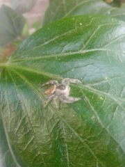 Paraphidippus aurantius