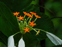 Mussaenda pubescens
