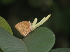 Arhopala centaurus nakula