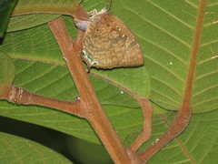 Arhopala centaurus nakula