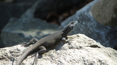 Liolaemus nigroviridis