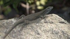 Liolaemus nigroviridis