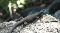 Liolaemus nigroviridis