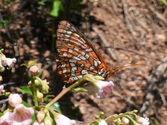 Euphydryas anicia capella