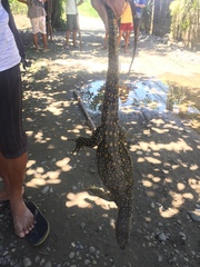 Varanus marmoratus