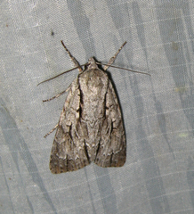 Acronicta hasta