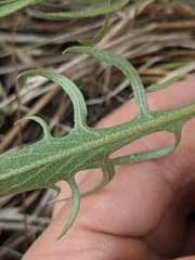 Crepis atribarba