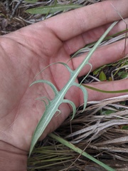 Crepis atribarba