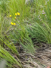 Crepis atribarba