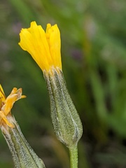 Crepis atribarba