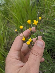 Crepis atribarba