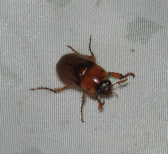 Cyclocephala borealis