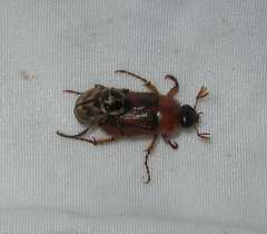 Cyclocephala borealis