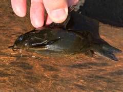 Synodontis afrofischeri