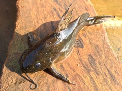 Synodontis afrofischeri