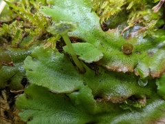 Marchantia polymorpha montivagans
