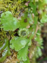 Marchantia polymorpha montivagans