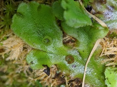 Marchantia polymorpha montivagans