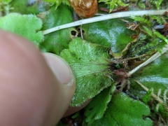 Marchantia polymorpha montivagans